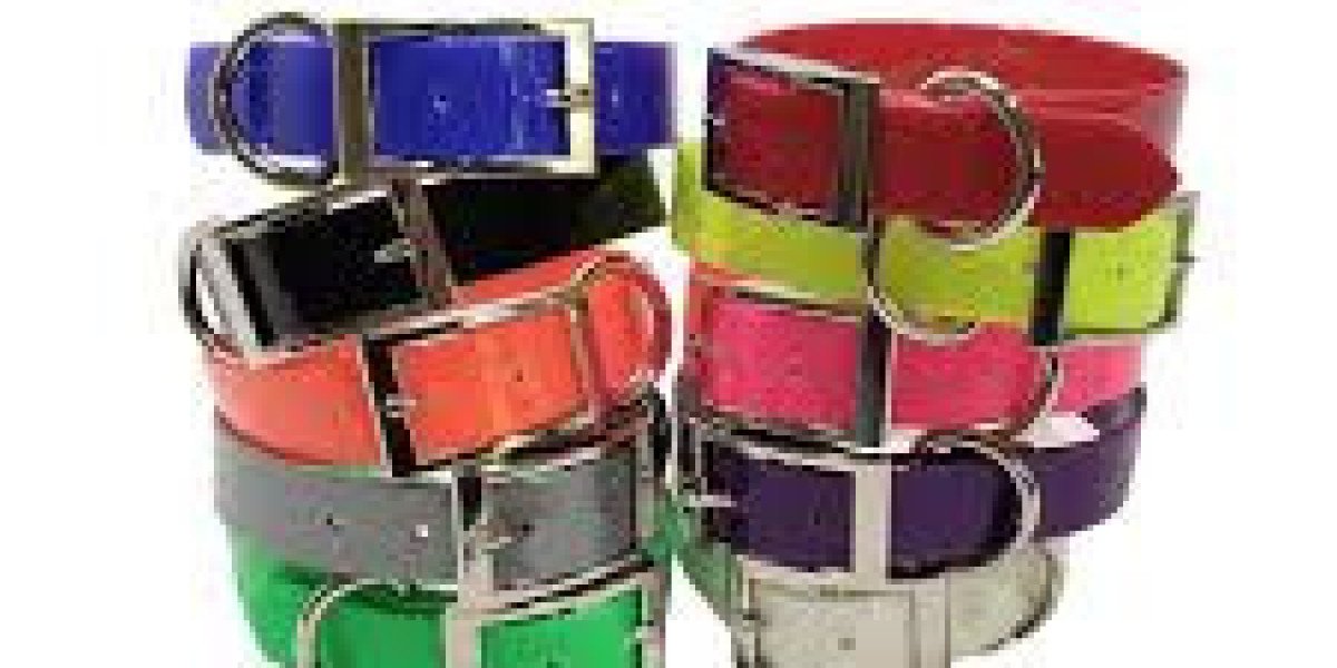 Dayglo Dog Collar: Visibility, Identity, and the Modern Dog Lifestyle