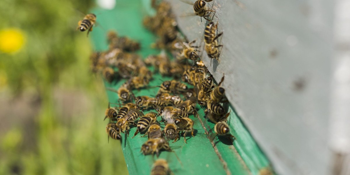 Advanced Bee Control Techniques for Urban Properties