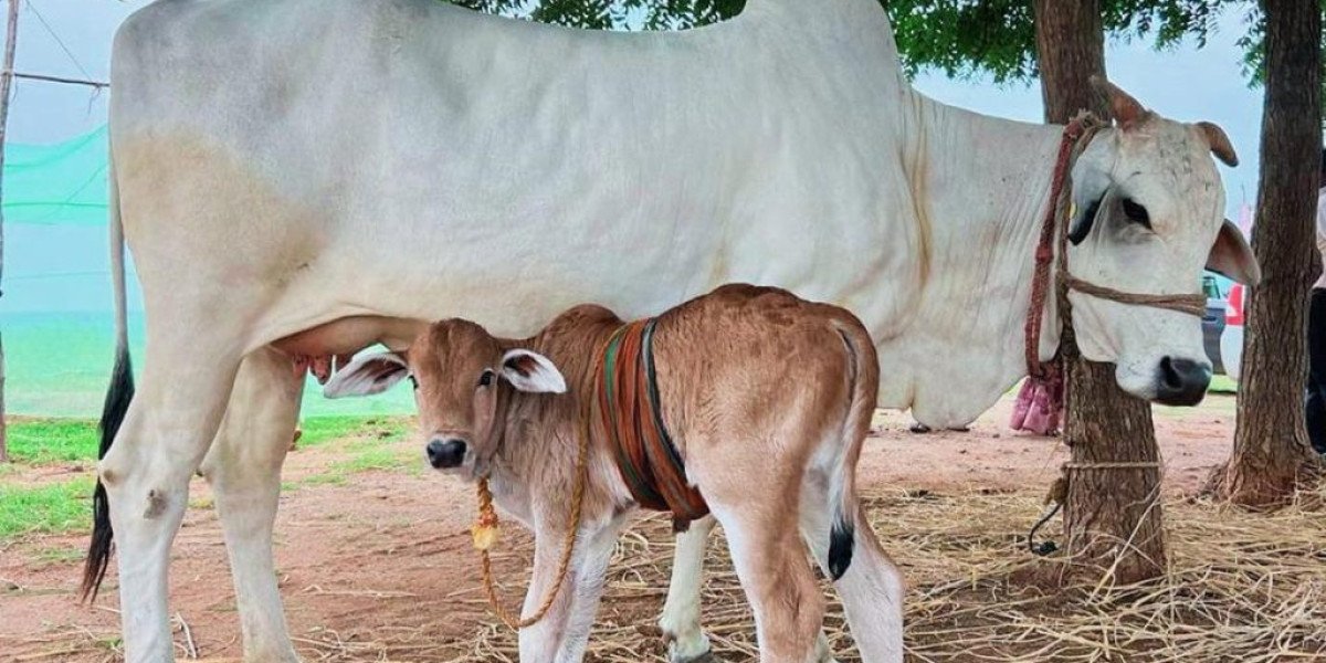 How Gaushala Donation Helps Provide Shelter, Food & Medical Care