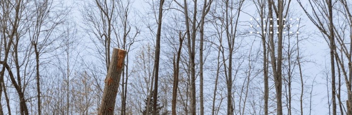 nortonsbrush works Cover Image