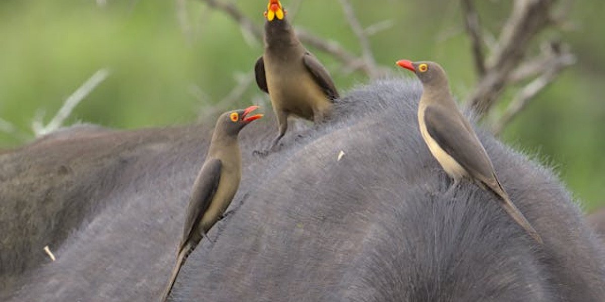 Expert Wildlife Removal Services for Safer Homes