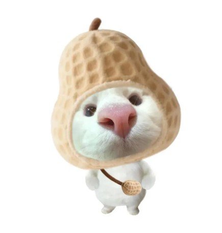 qifang qifang Profile Picture