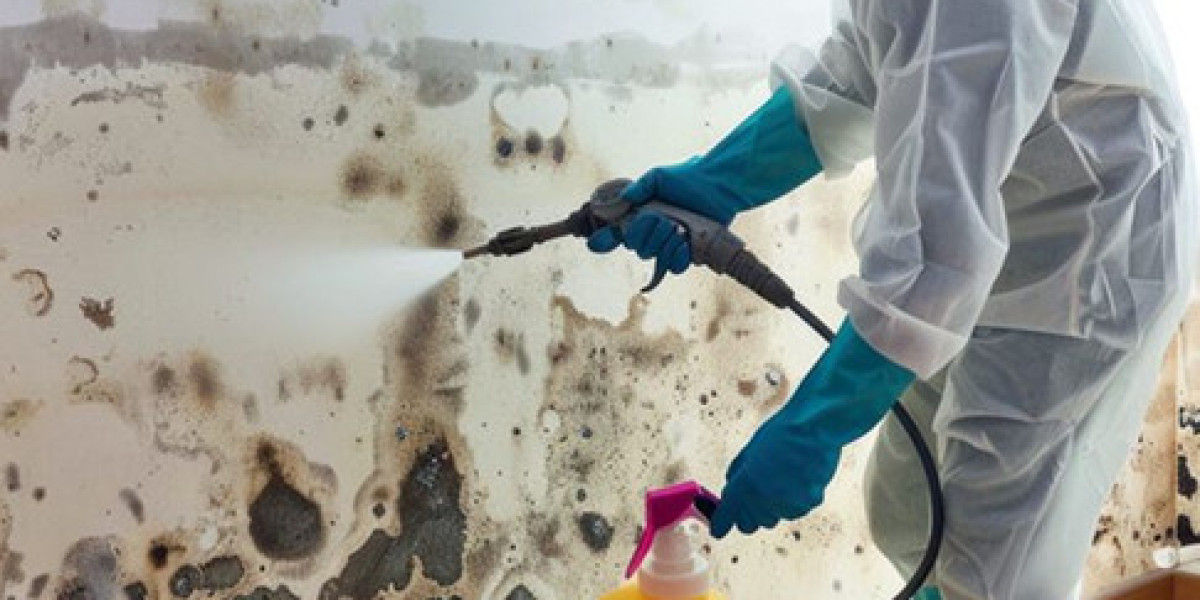Black Mold Removal: Cleanup, Prevention, and Property Restoration